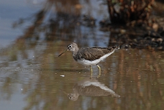 David Plant Photography - Wildlife Photographer - Green sandpiper - G